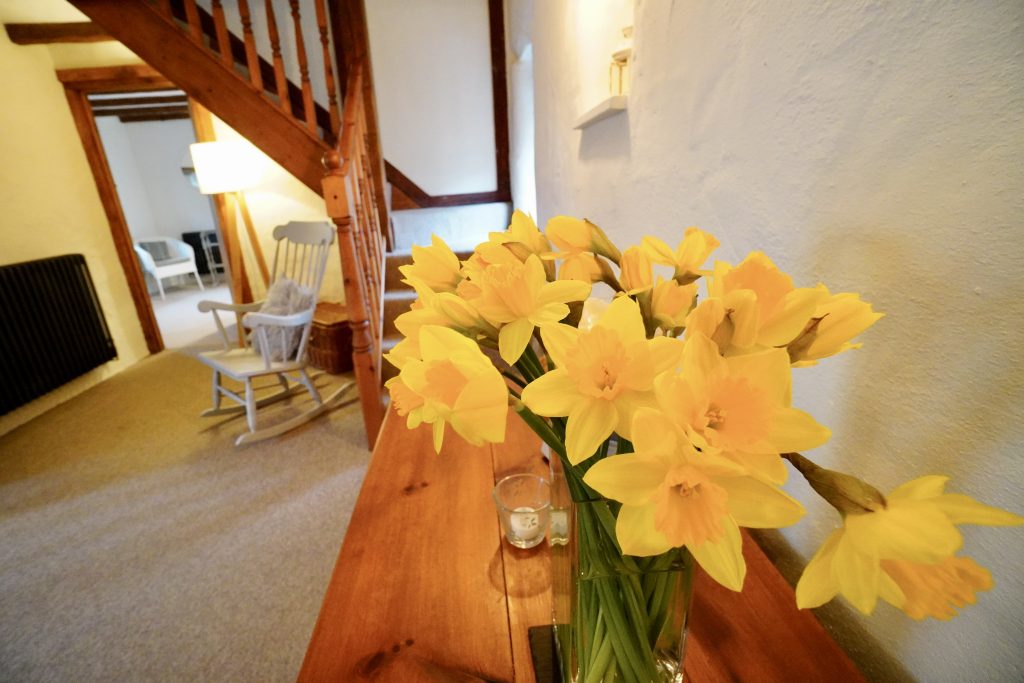 Daffodils